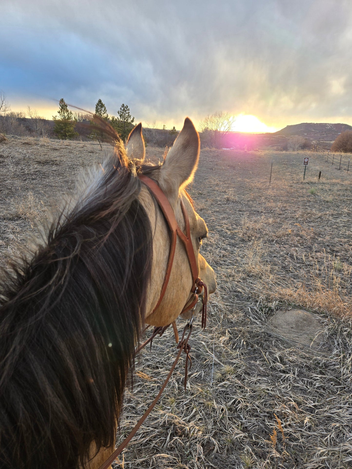 Pro Series 1 5/8" Extra Heavy Harness Slit Ear Headstall with Classic Hardware