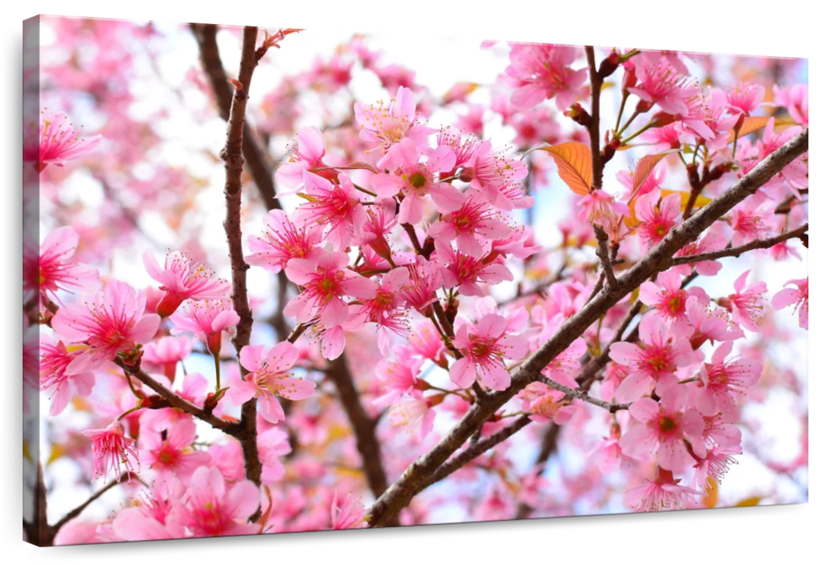Oriental Cherry Blossom Wall Art