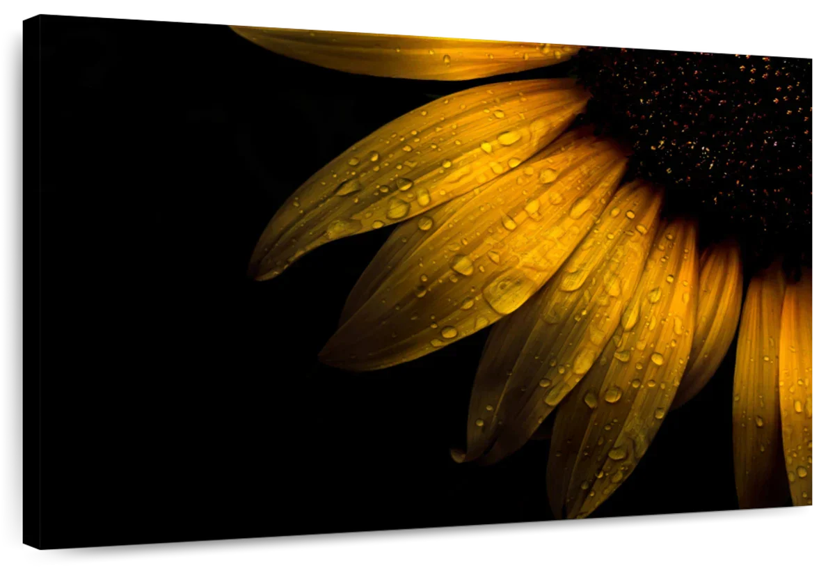 Sunflower Water Wall Art