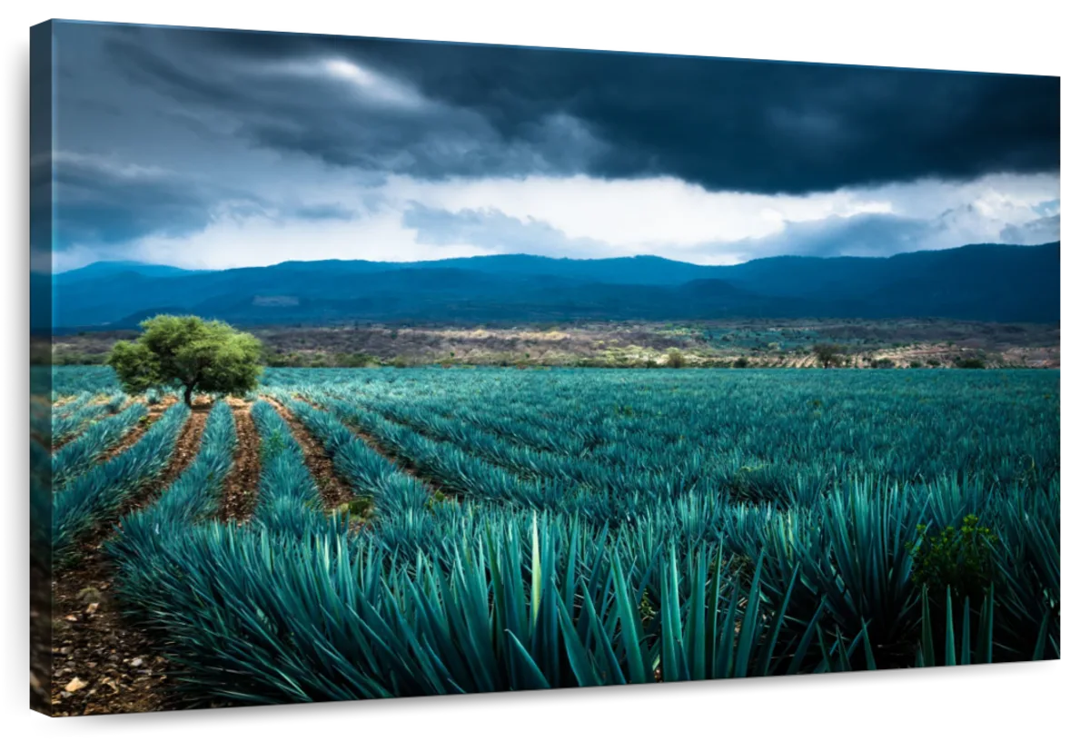 Agave Plantation At Morning Wall Art