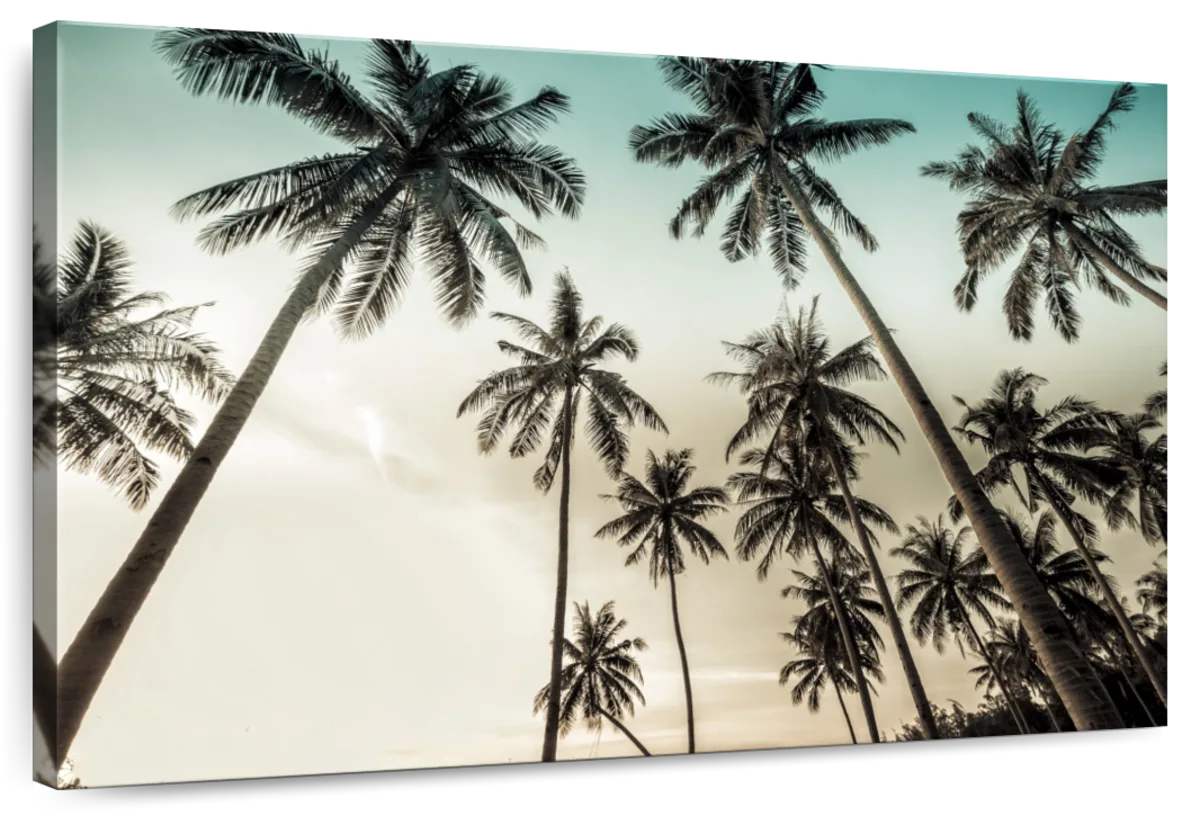 Dawning Above Palm Trees Wall Art