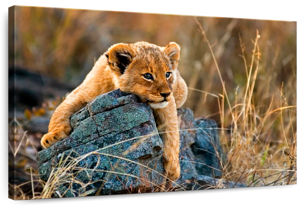 Safari Lion Cub Wall Art