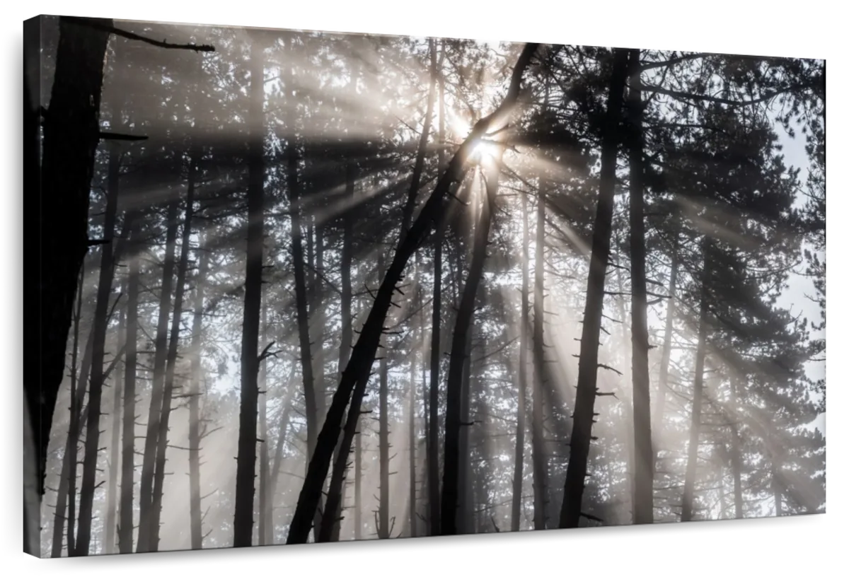 Forest Sun Beam Wall Art