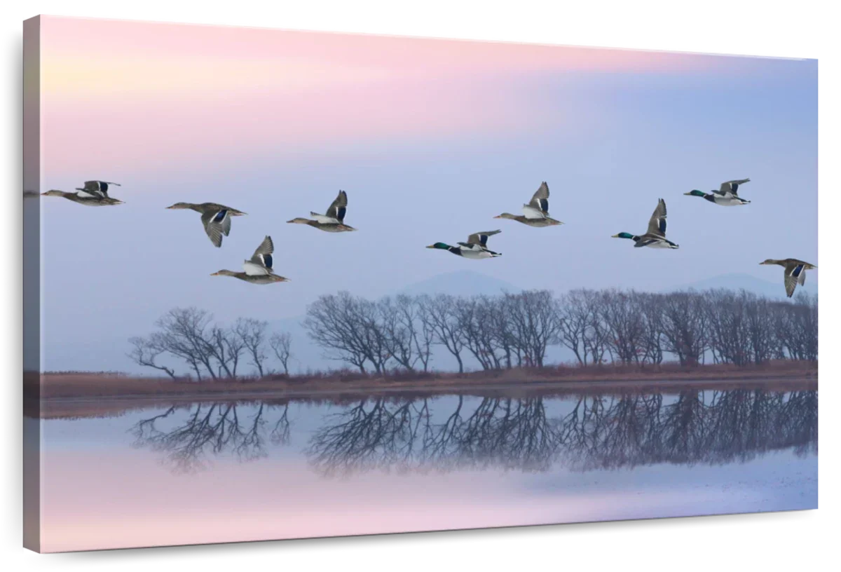 Pink Sky Over Ducks Wall Art