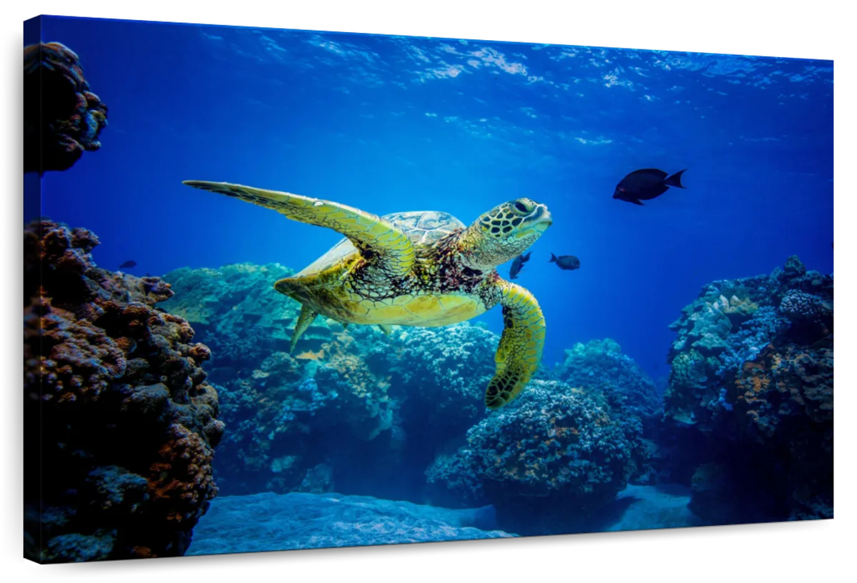 Glowing Turtle Wall Art