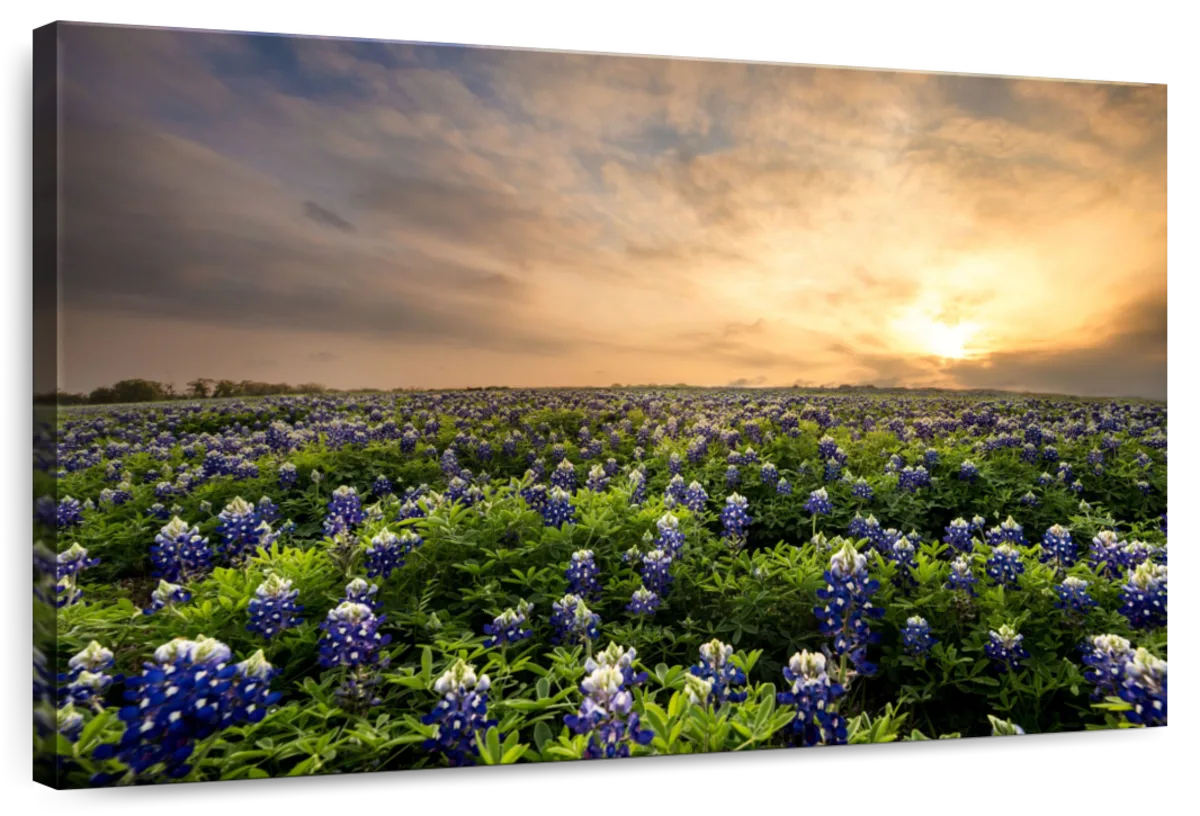 Bluebonnets At Sunset Wall Art