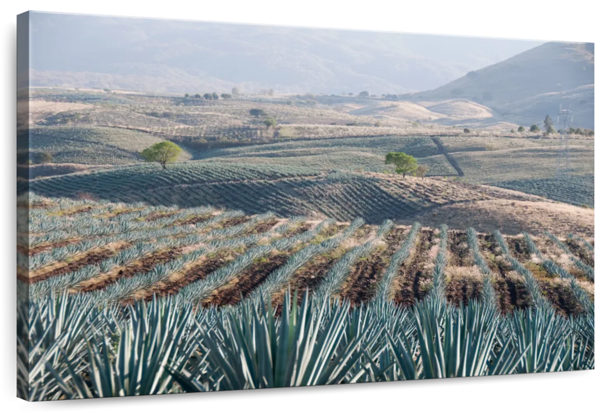 Tequila Jalisco Agave Field Wall Art