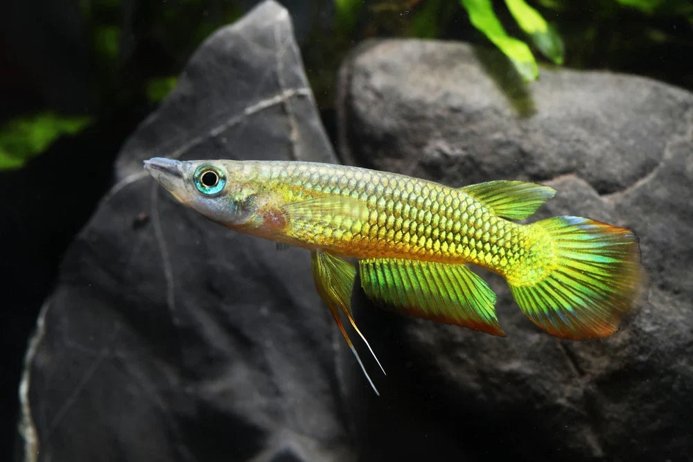 Golden Wonder Panchax