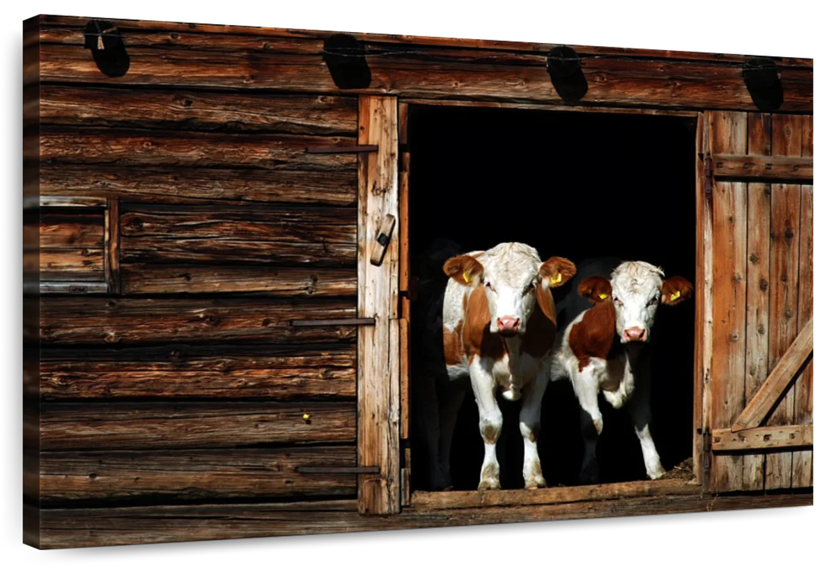 Pair Of Cows Wall Art
