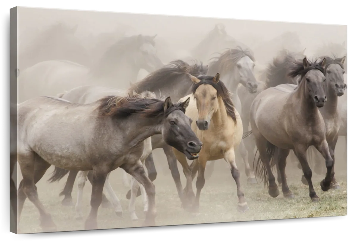 Wild Horse Stampede Wall Art