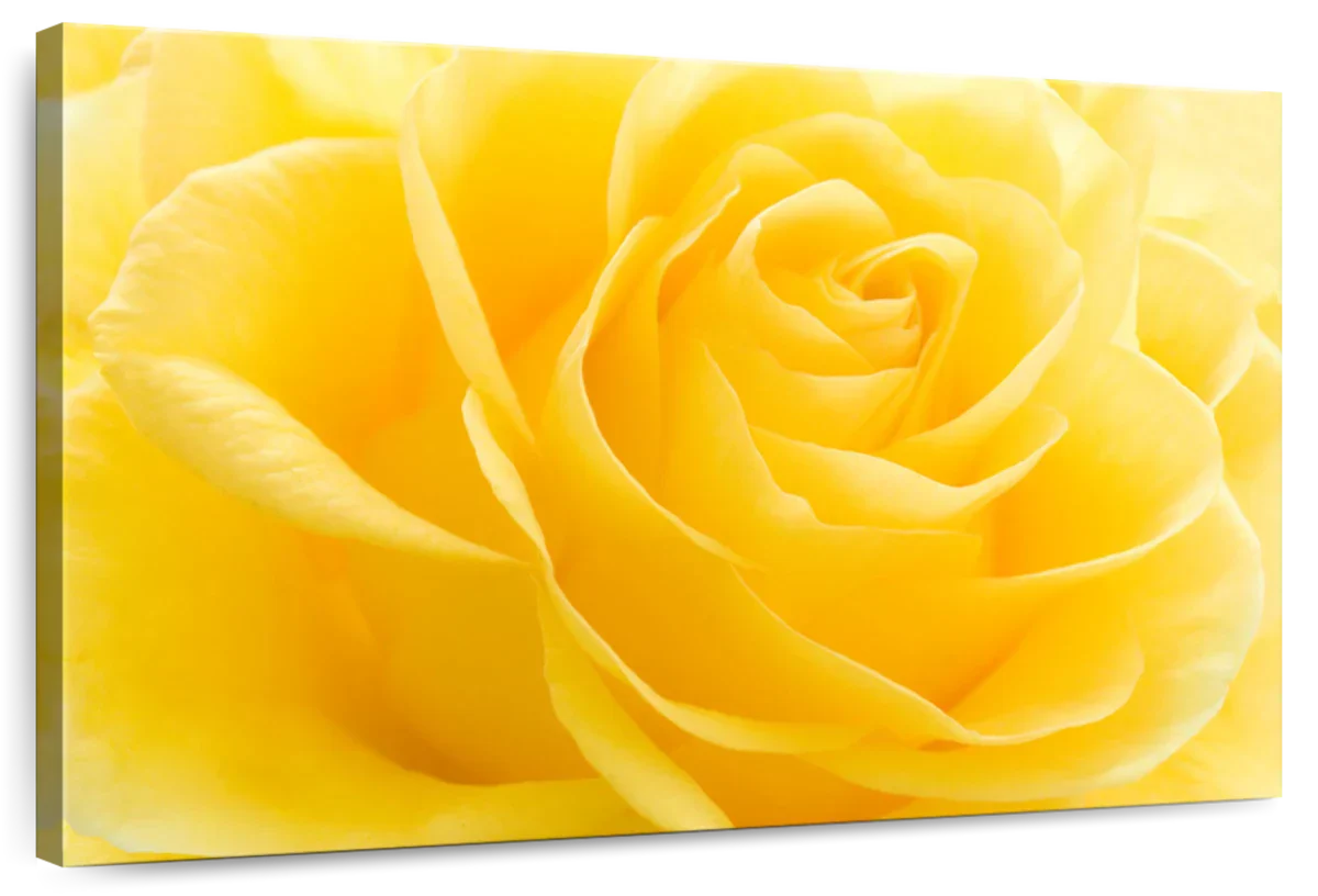 Yellow Rose Petals Wall Art