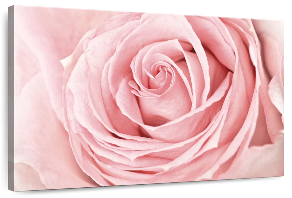 Fresh Pink Rose Wall Art