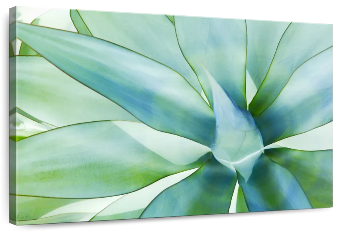 Agave Leaves Wall Art