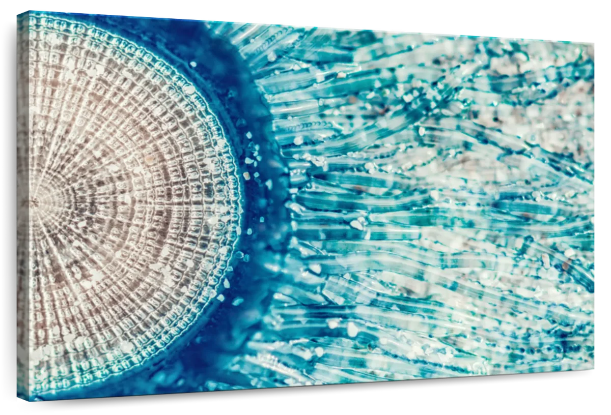 Jellyfish Details Wall Art