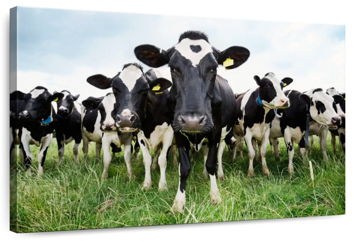 Holstein Cows Wall Art