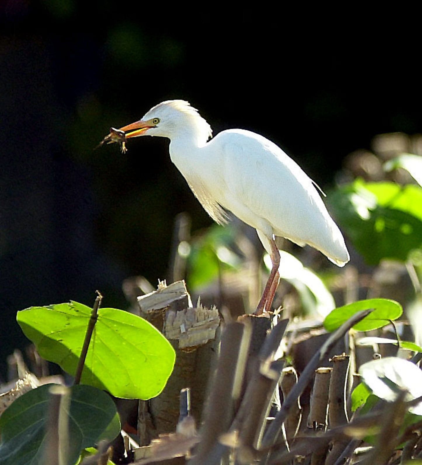 Portraits of Paradise
