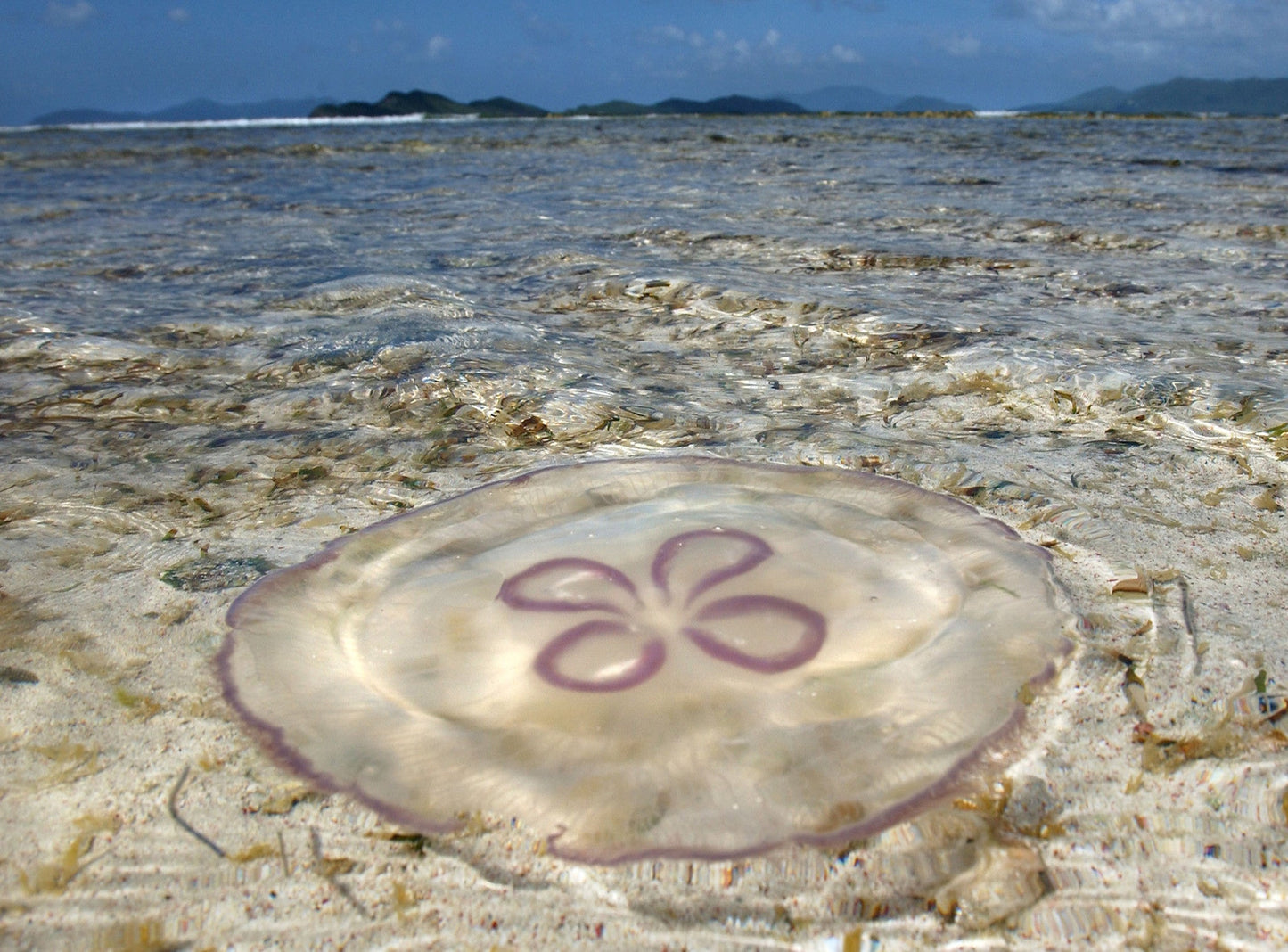 Portraits of Paradise