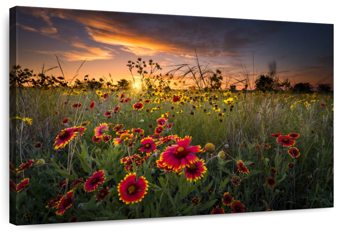 Dawn At Flower Field Wall Art