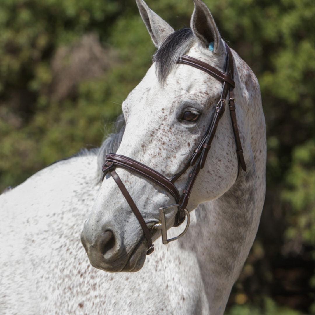 Replacement Noseband of ExionPro 'Phoenix' Convertible Jumping Bridle with Removable Flash