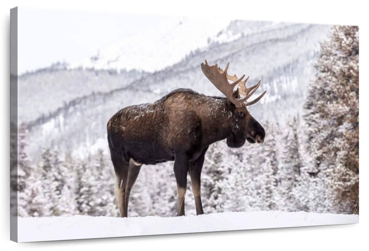 Snowy Moose Wall Art