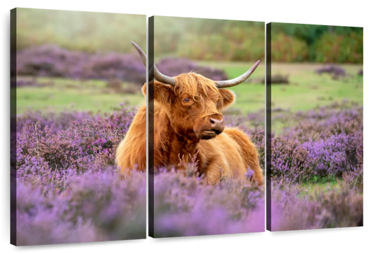 Highland Cow Paradise Wall Art