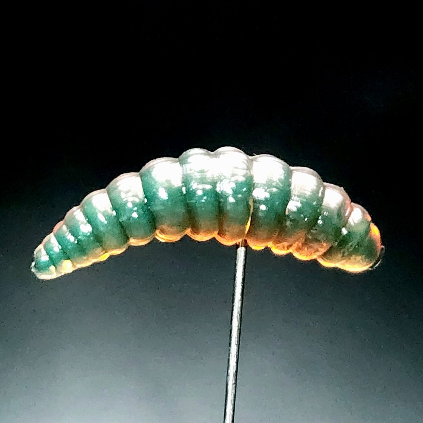 Jar of 1" Waxworm "The Tater Bug"