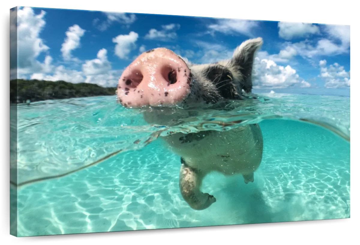 Swimming Pig Wall Art