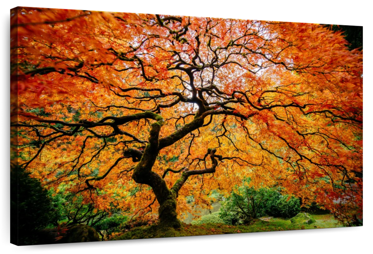 Autumn Japanese Maple Tree Wall Art