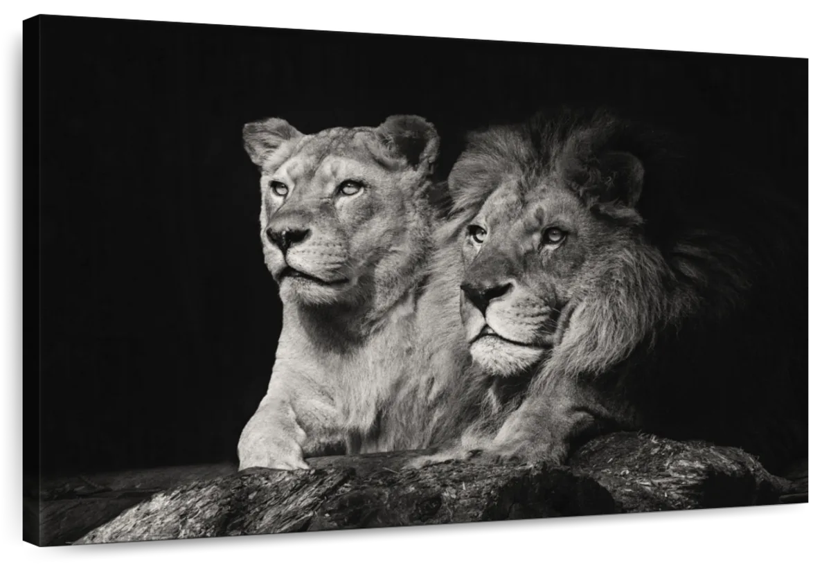Lion And Lioness Mates Wall Art