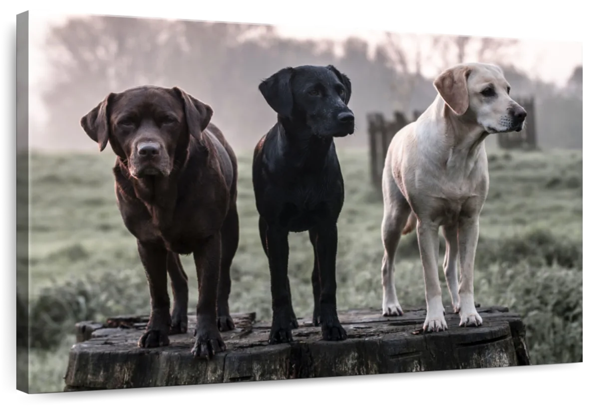 Labrador Dogs Wall Art