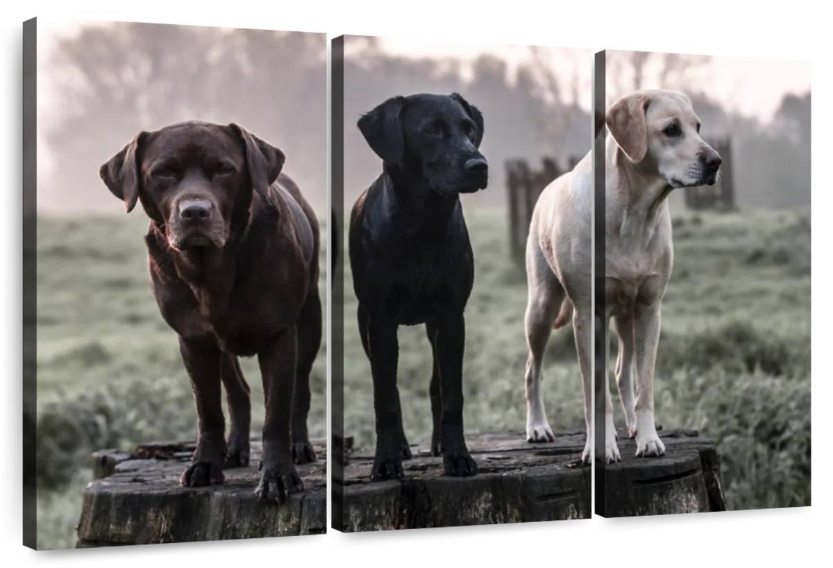 Labrador Dogs Wall Art
