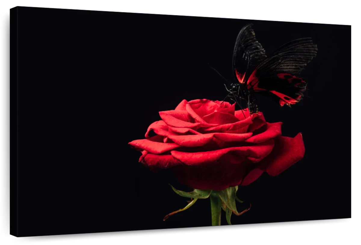 Butterfly Kissing The Rose Wall Art