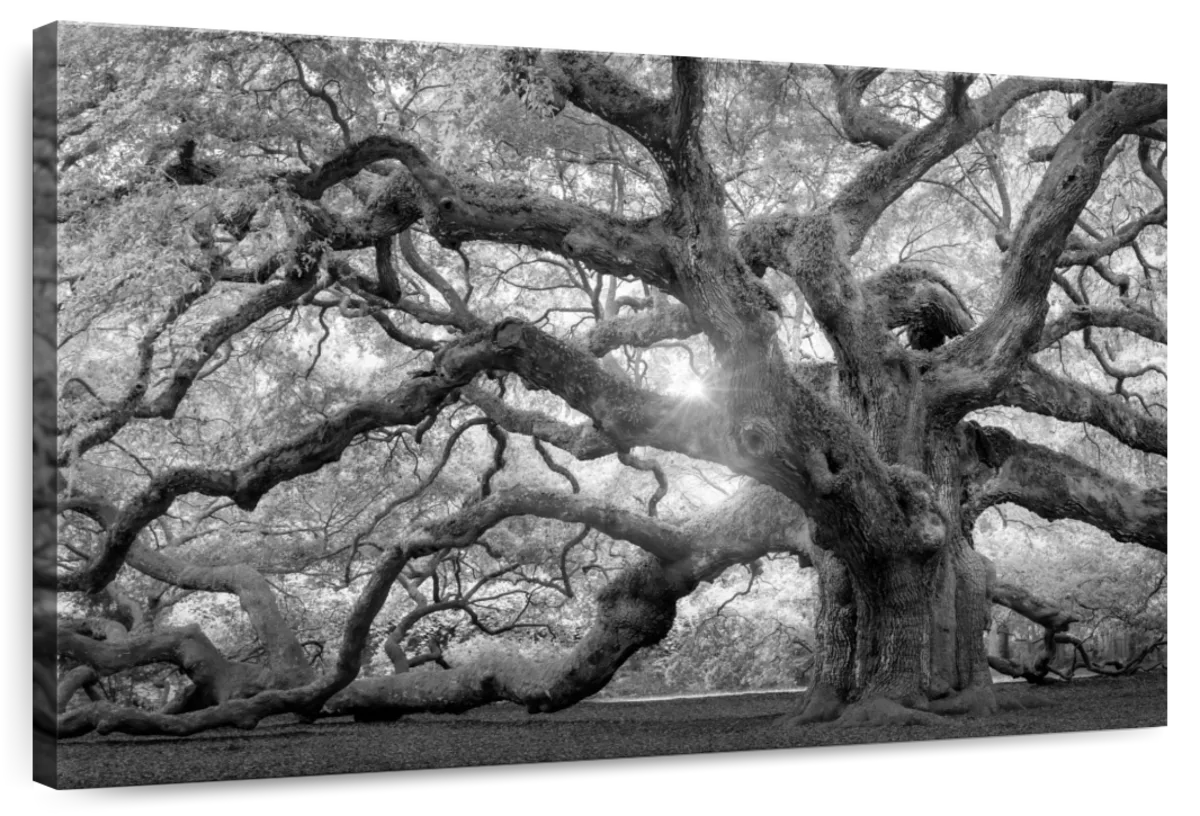 Monochrome Angel Oak Tree Wall Art
