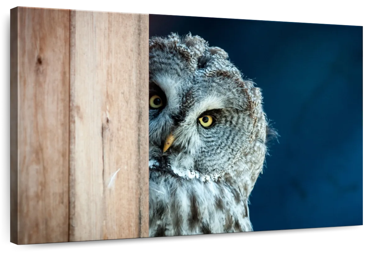 Peeking Owl Wall Art