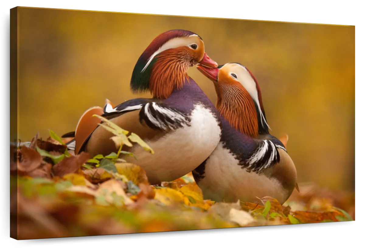 Loving Mandarin Ducks Wall Art