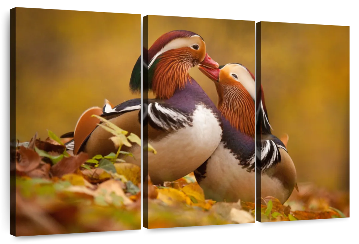Loving Mandarin Ducks Wall Art
