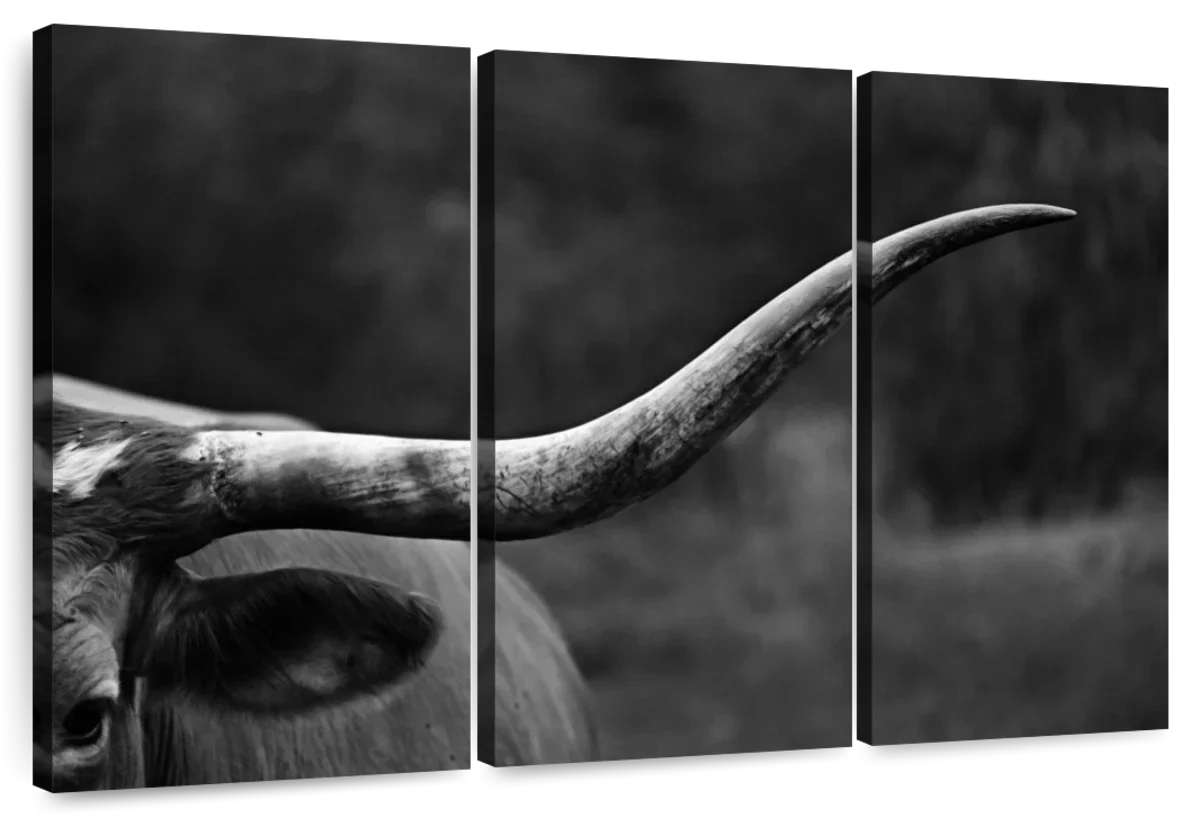 Texas Longhorn Cattle Wall Art