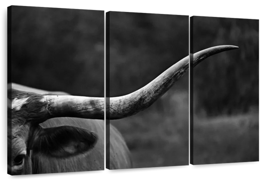 Texas Longhorn Cattle Wall Art