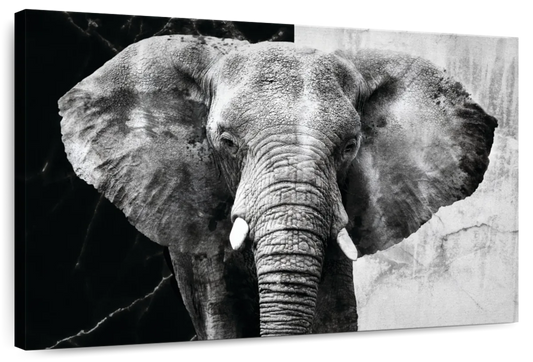 Elephant Black And White Wall Art