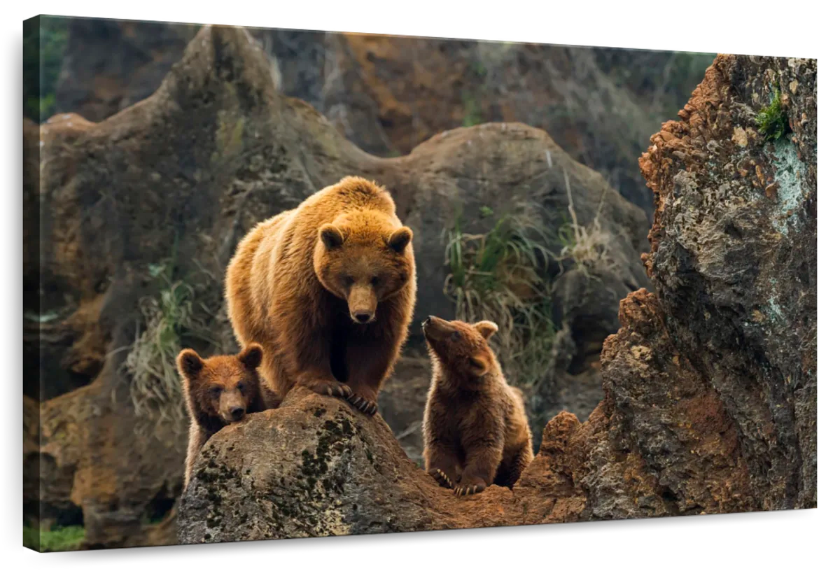 Bear And Cubs Wall Art