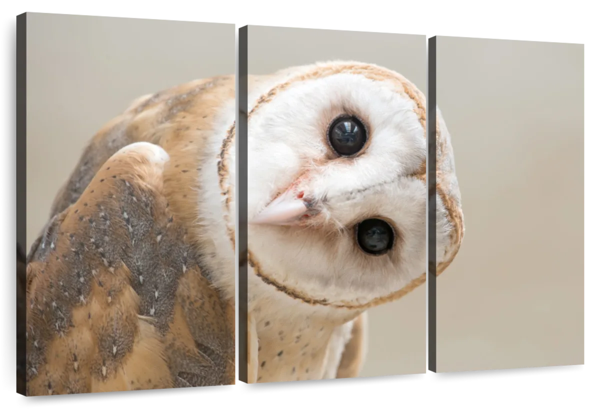 Barn Owl Gaze Wall Art