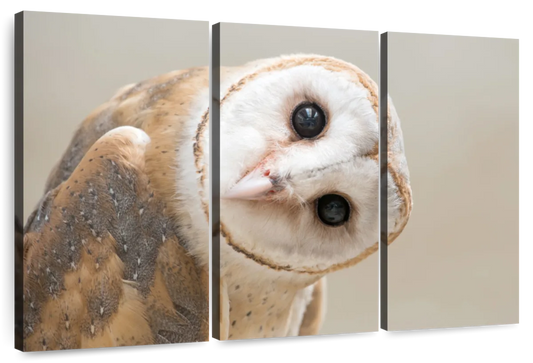 Barn Owl Gaze Wall Art