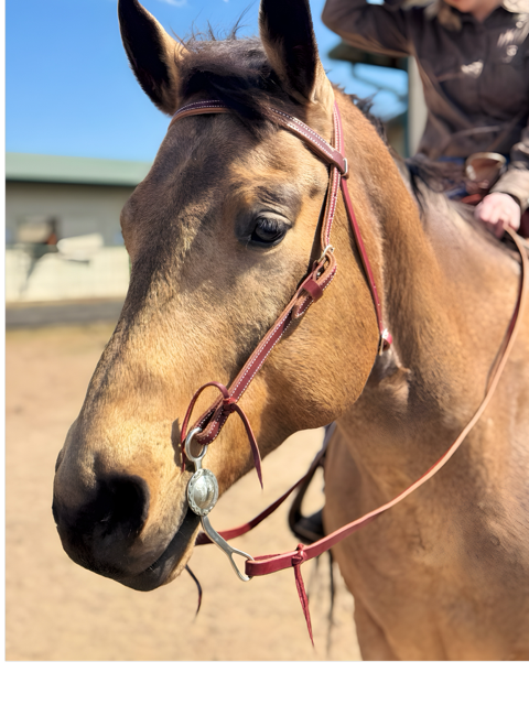 Latigo Leather Headstall - 5/8"
