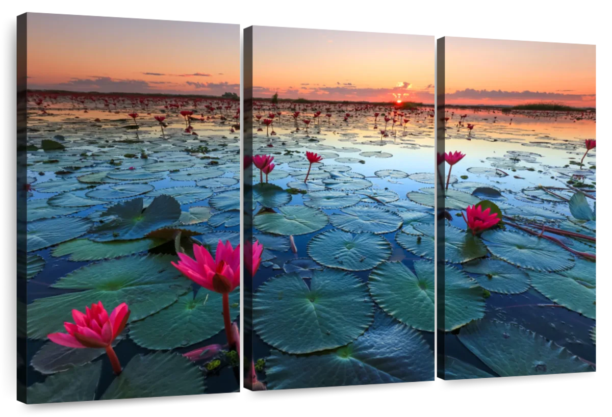 Lake Nong Harn Lotus Wall Art