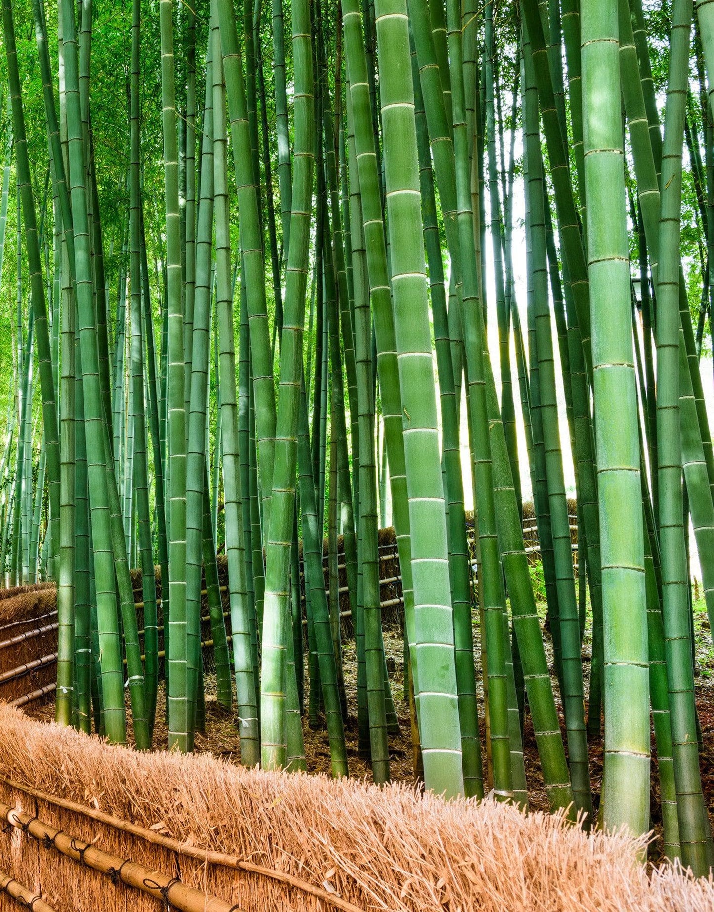 Japanese Bamboo Forest Arashiyama Woods Wall Mural #6043
