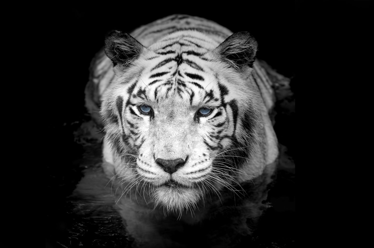 Tiger Stare Down Large Mural (Black and White) #6045