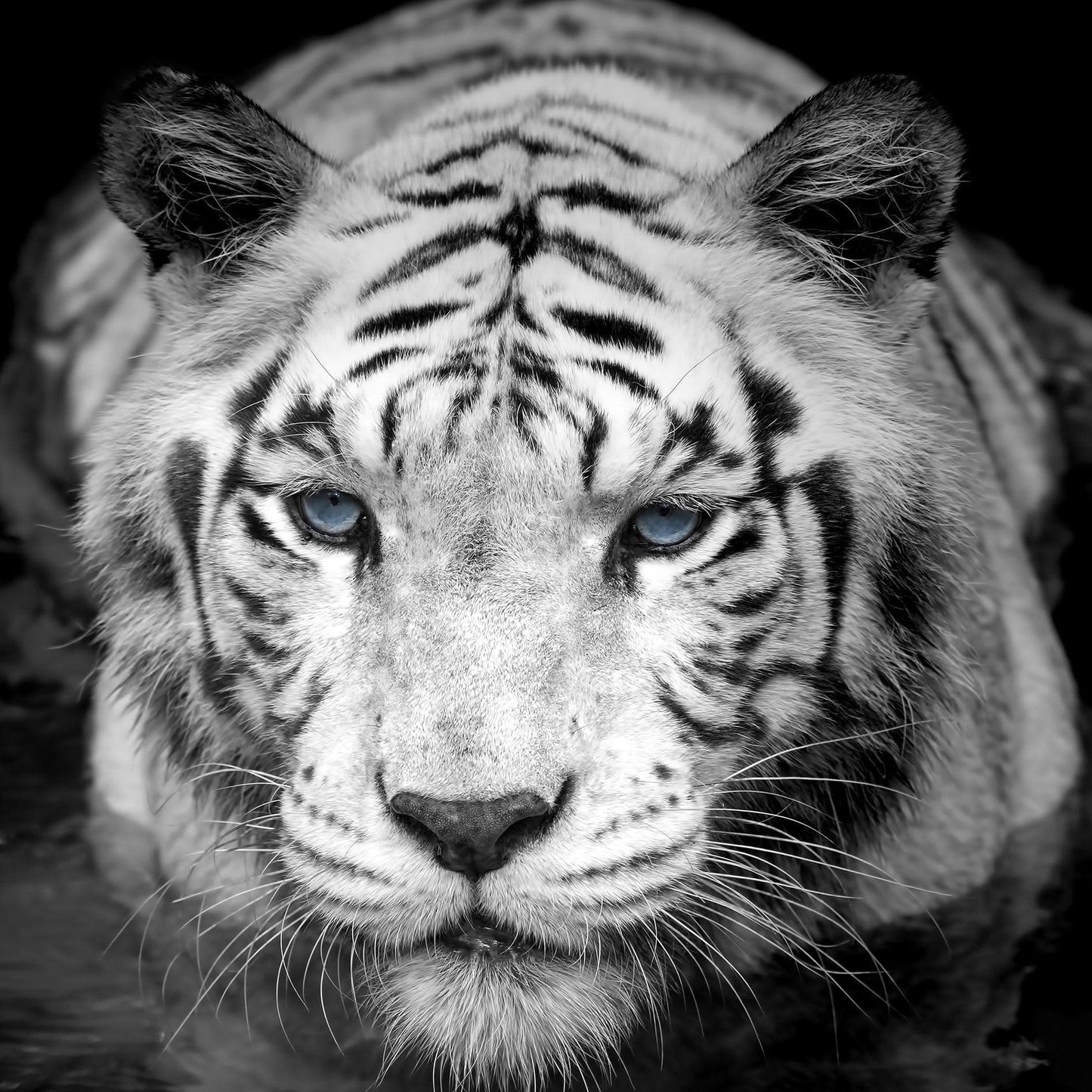 Tiger Stare Down Large Mural (Black and White) #6045
