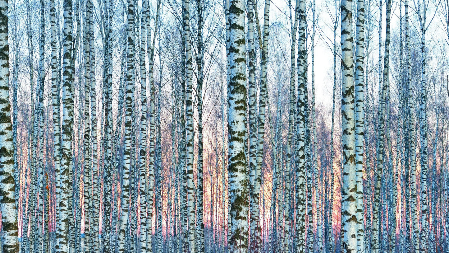 White Birch Tree Forest Wall Mural Wallpaper. Sunset Scenery. #6246
