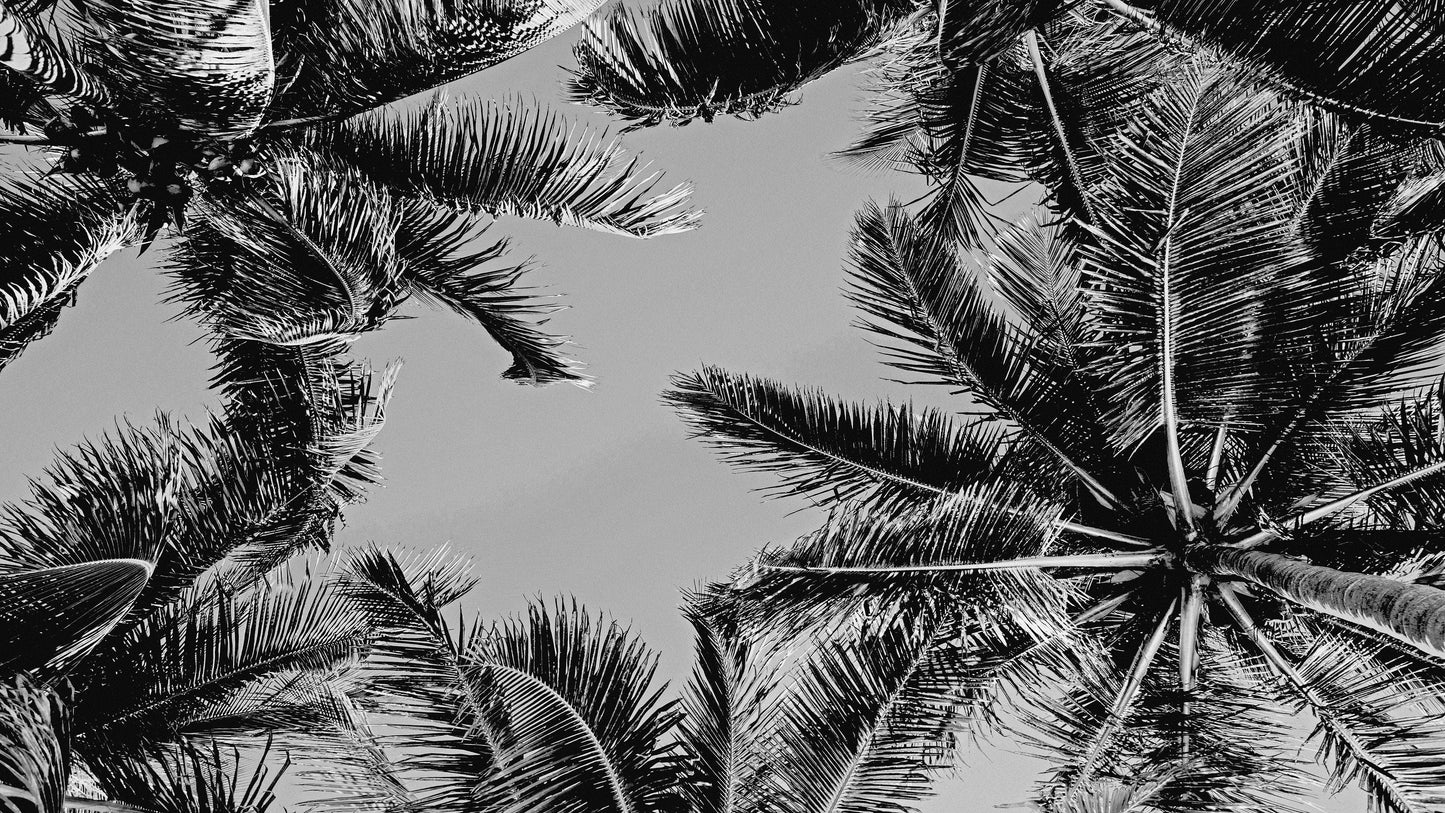 Black and White Tropical Palm Tree Mural. Vintage Summer Vibe. #6315
