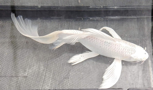 Butterfly koi